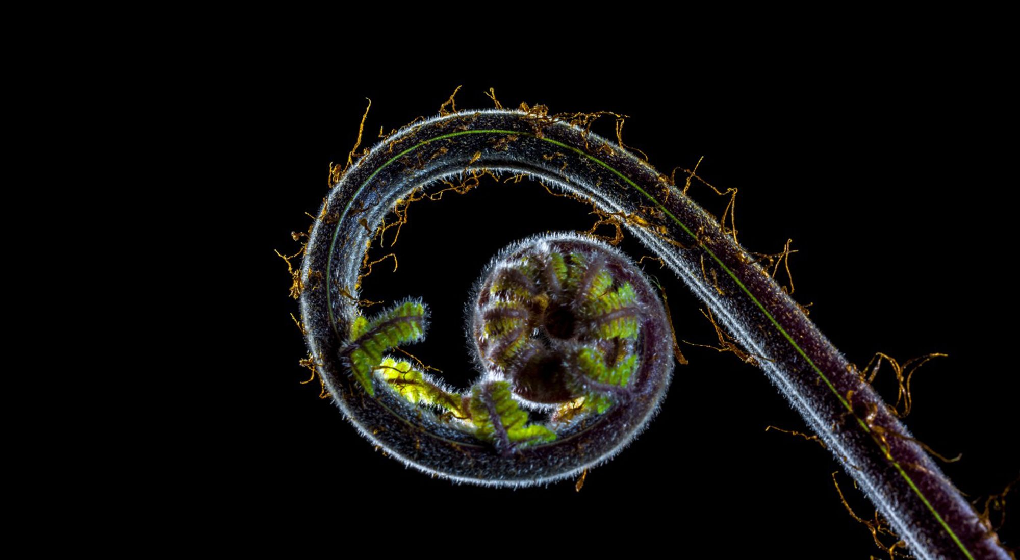 Jatun Risba at TTT2025